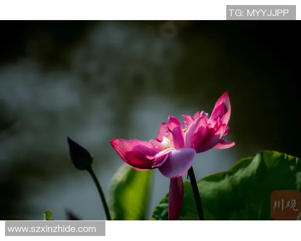 正品球星卡收藏与足球文化融合发展趋势深度解析